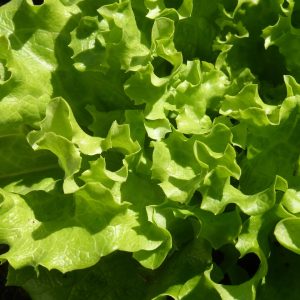 Retail food, lettuce grown, nature, vegetable, leaf, plant, green, green leaves, salad, batavia, market gardening, garden, culture