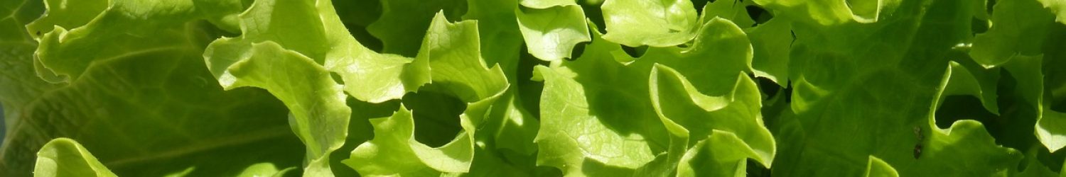 food, lettuce grown, nature, vegetable, leaf, plant, green, green leaves, salad, batavia, market gardening, garden, culture